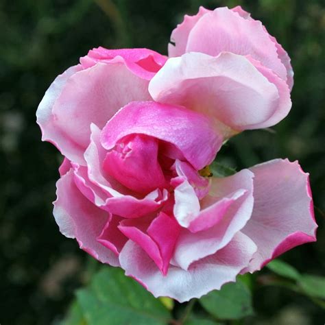 January Rose